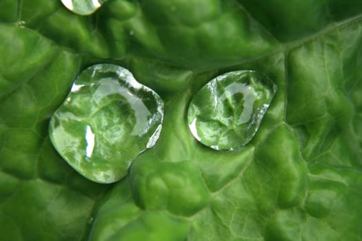 fresh water drops on the green background