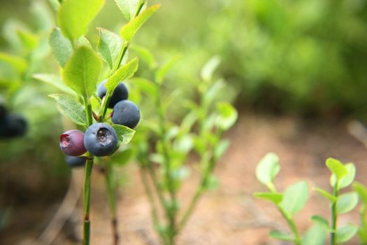 fresh blueberries as very nice natural background 