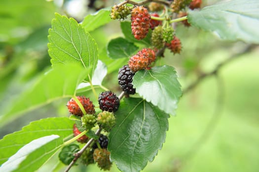 fresh color mulberries as natural food  background