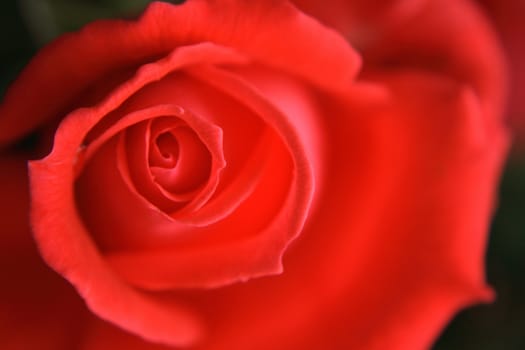 very nice fresch red rose natural background 