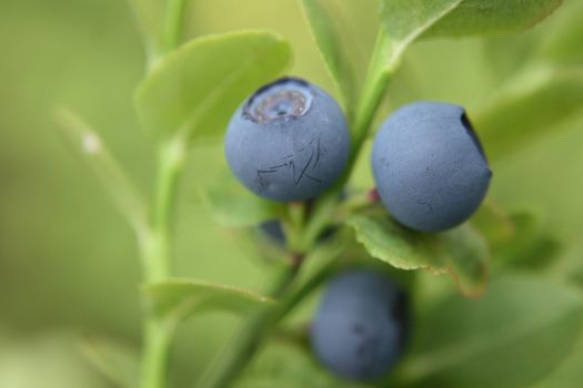 fresh blueberries as very nice natural background 