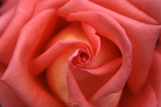 red rose as very nice natural background 
