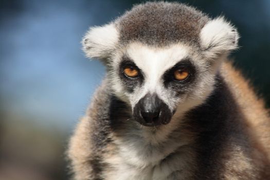 detail of face very nice lemur monkey 