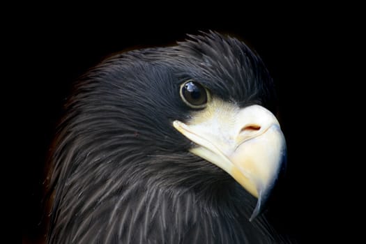 head of eagle (detail from Prague ZOO)