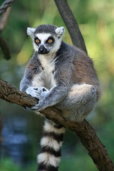 very nice lemur monkey on the green background