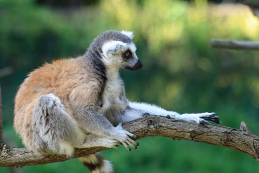 very nice lemur monkey on the green background