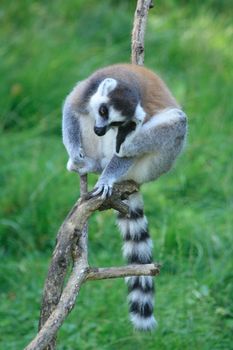 very nice lemur monkey on the green background