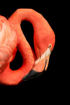 nice red flamingo on the black background