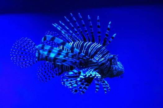 very nice exotic fish from the aquarium 