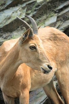 head of chamois on the rocky background