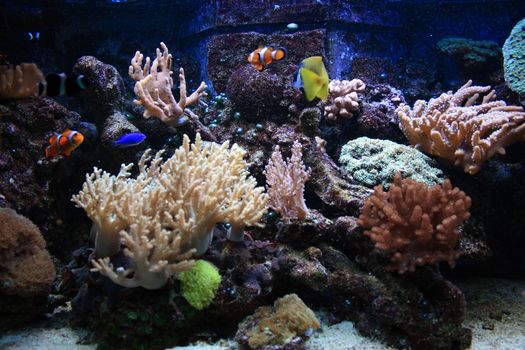 aquarium background with fishes from the sea