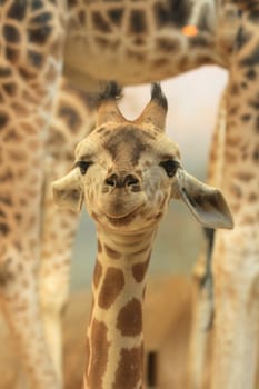 nice young giraffe  from the Prague ZOO