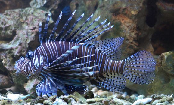 very nice exotic fish from the aquarium 