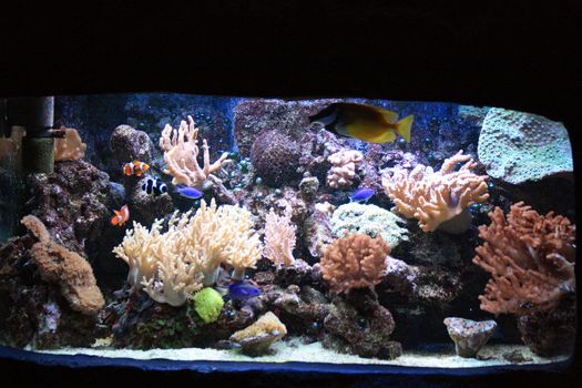 aquarium background with fishes from the sea