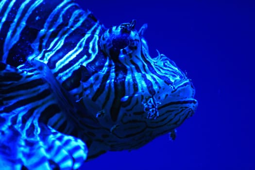 very nice exotic fish from the aquarium 