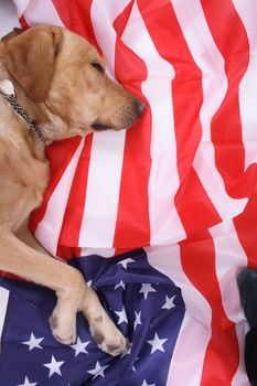 sleeping nice labrador on the usa flag