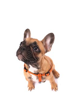 french bulldog isolated on the white background