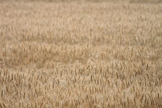 golden corn field from the czech republic 