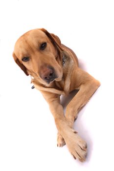 very nice labrador on the white background