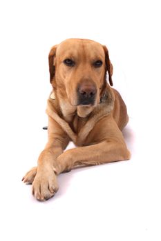 very nice labrador on the white background