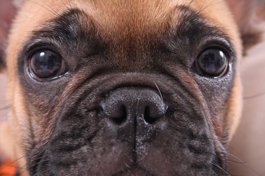 very nice face of the french bulldog
