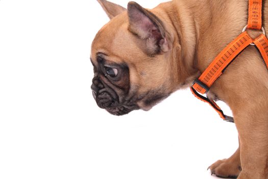 french bulldog isolated on the white background