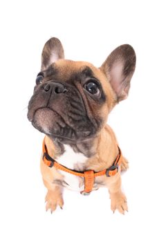 french bulldog isolated on the white background