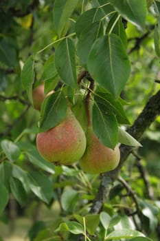 very nice fresch pear natural food  background 