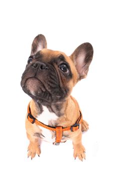 french bulldog isolated on the white background