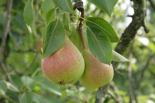very nice fresch pear natural food  background 