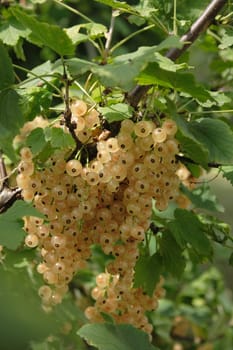 very nice fresch currant natural food  background 