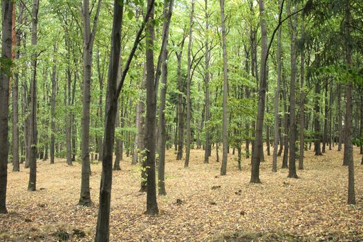 very nice natural czech forest in the autumn
