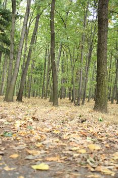 autumn forest from the czech republic from the jeseniky