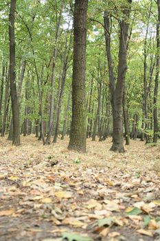 autumn forest from the czech republic from the jeseniky