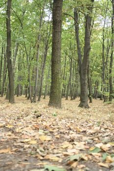 autumn forest from the czech republic from the jeseniky