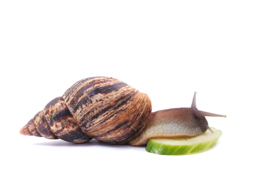 big snail isolated on the white background