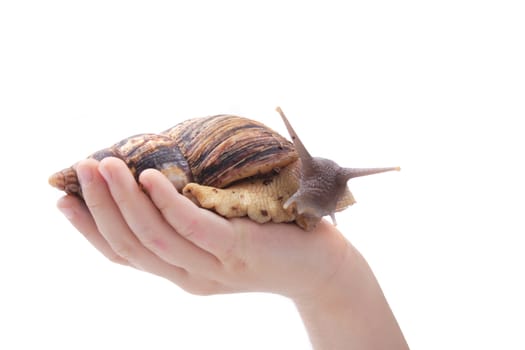 snail in the hand isolated on the white background