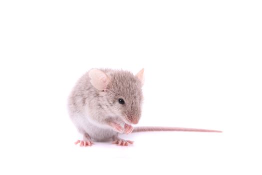 small mouse isolated on the white background 
