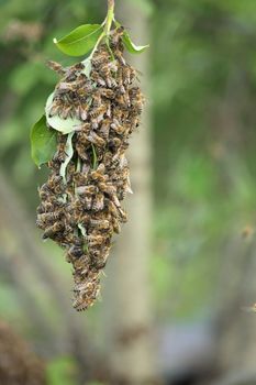 cluster of bees from the my father bee farm 