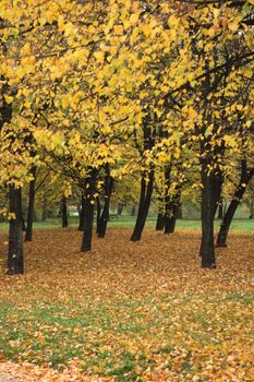 very nice natural czech forest in the autumn