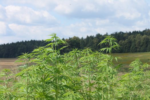 green marijunana field from the czech republic 