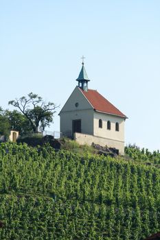 nice grapery in the center of Prague 