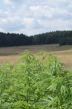 green marijunana field from the czech republic 