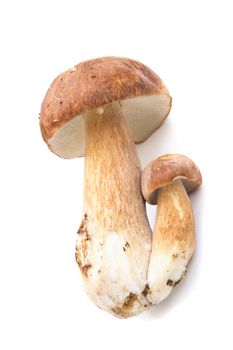 typical czech mushrooms from the forest (hrib pravy)