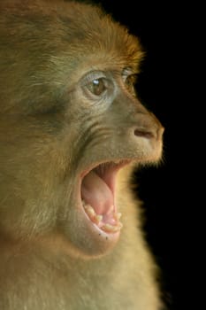 small monkey is singing on the black background