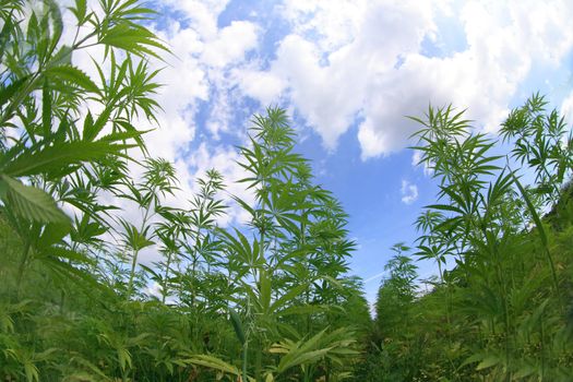 green marijunana field from the czech republic 