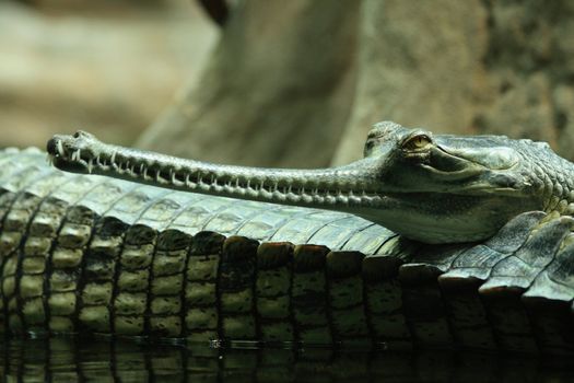 detail of aligator from the Prague ZOO