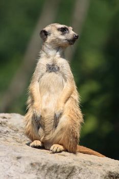 suricatta animal is looking for his friends