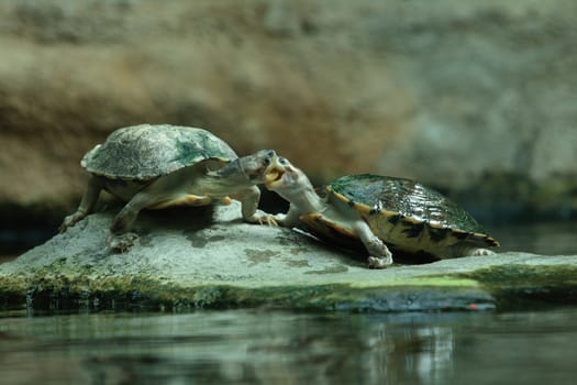 sweet kiss of two turtles and the green water