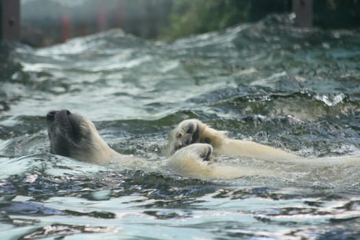 ice bear swimming in the polar water 